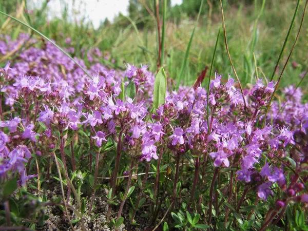 Lielais mārsils Thymus ovatus