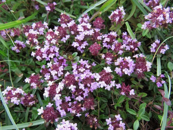 Mazais mārsils Thymus serpyllum