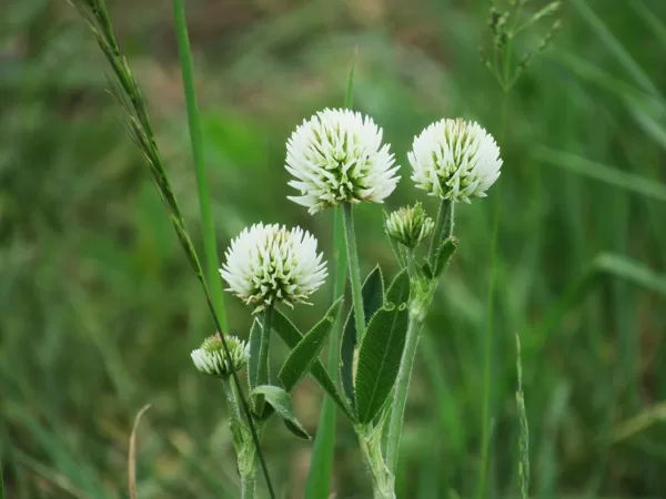 Kalnu āboliņš Trifolium montanum