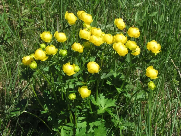 Eiropas saulpurene Trollius europaeus