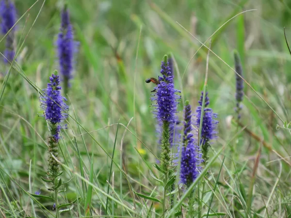 Vārpu veronika Veronica spicata