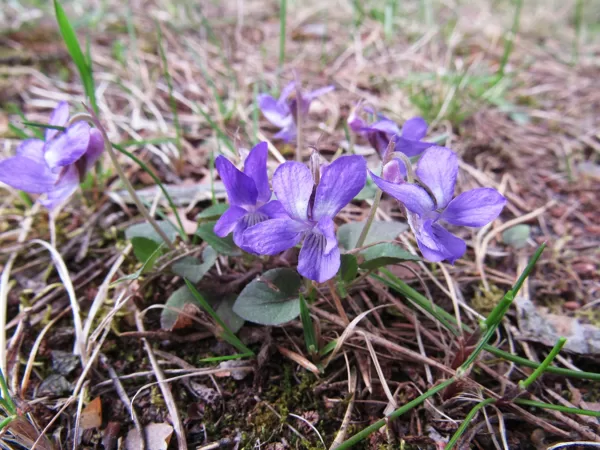 Smiltāja vijolīte Viola rupestris