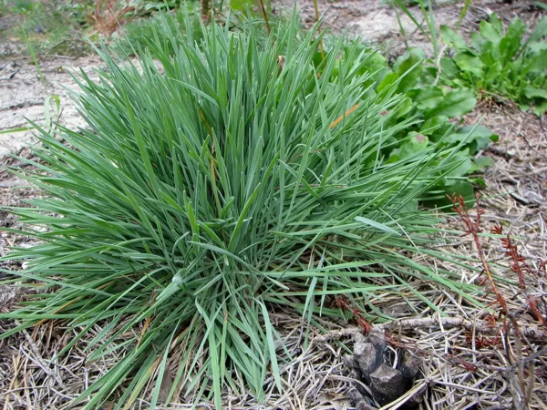 Zilganā kelērija Koeleria glauca