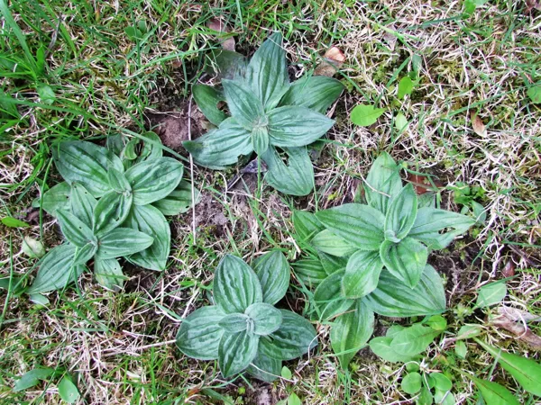 Vidējā ceļteka Plantago media (lapu rozetes)