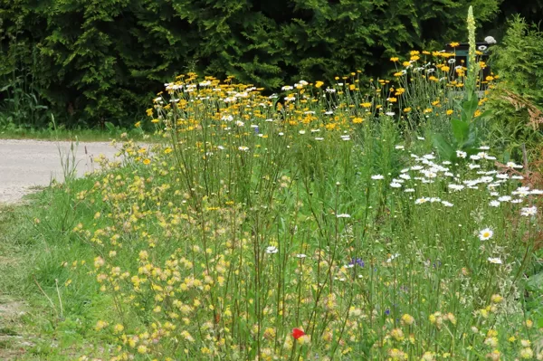 Naturālistiska stila pussavvaļīga Latvijas pļavu augu dobe dārzā.