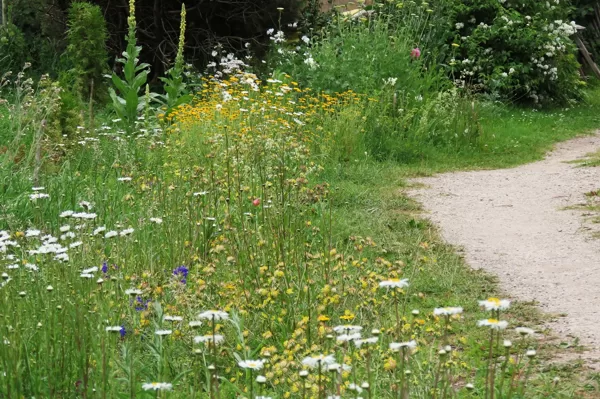 Naturālistiska stila pussavvaļīga Latvijas pļavu augu dobe dārzā.