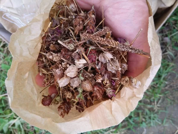 Jaukts sēklu materiāls pirms tīrīšanas un vētīšanas. Var sēt arī šādu.