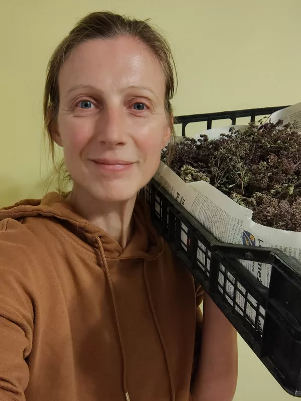 Pēc savākšanas sēklas tie žāvētas, tīrītas, pārcilātas, pieskatītas. 