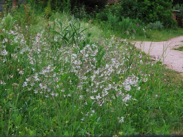 Naturālistiska stila pussavvaļīga Latvijas pļavu augu dobe dārzā. Šobrīd izceļas nokarenā plaukšķene.