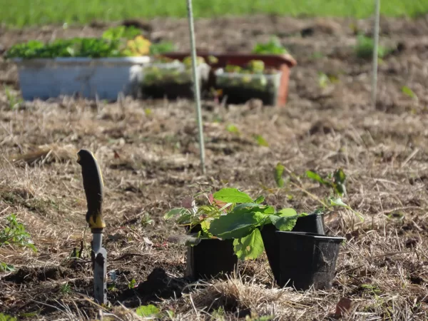 No vērtīgākajām, dabā grūtāk iegūstamajām pļavu sugām tiek veidota plantācija.