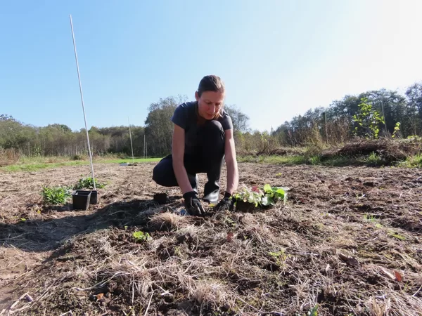 No vērtīgākajām, dabā grūtāk iegūstamajām pļavu sugām tiek veidota plantācija.