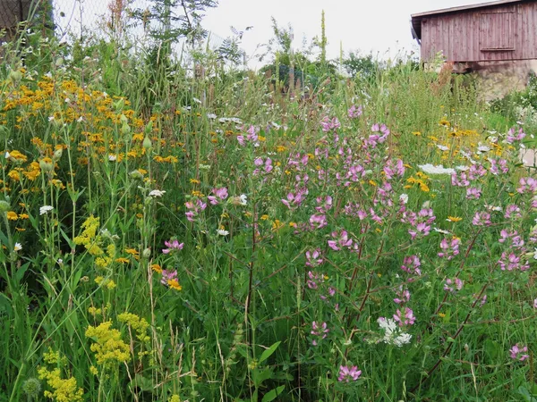 Naturālistiska stila pussavvaļīga Latvijas pļavu augu dobe dārzā. Blaktene, ilzīte, īstā madara u.c. Rezultāts pēc diviem gadiem.
