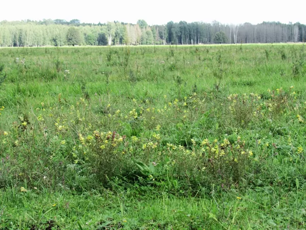 Dundurpļavu ganībās izplatās pirms dažiem gadiem iesētie zvaguļi, vilkmēles un citi augi.