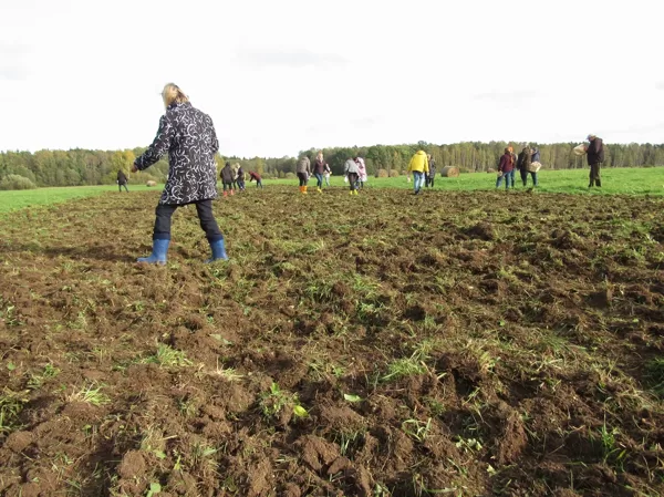 2023. gads. Dundurpļavas. Darbi turpinās daudz plašākā mērogā, ar daudziem palīgiem.