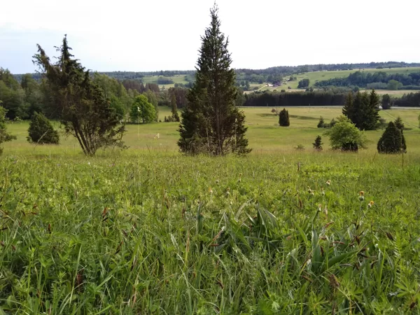 Kadiķu audze sausā kaļķainā zālājā ar lielu augu daudzveidību