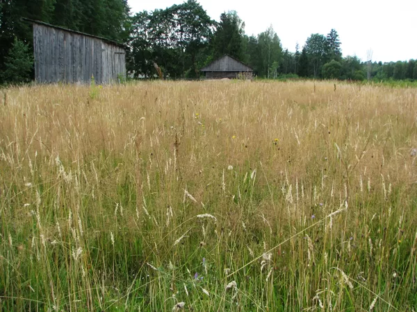 Sugām bagātas ganības un ganītas pļavas – sausais nabadzīgais variants