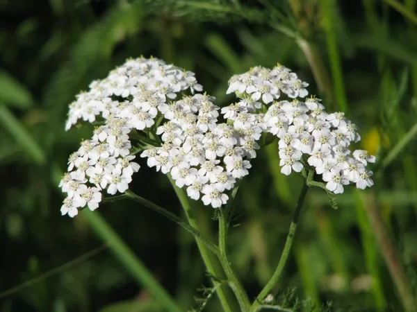 Parastais pelašķis Achillea millefolium