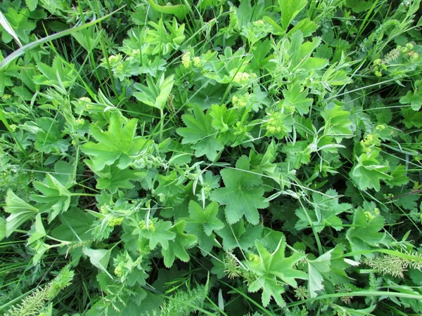 Rasaskrēsliņš Alchemilla spp.