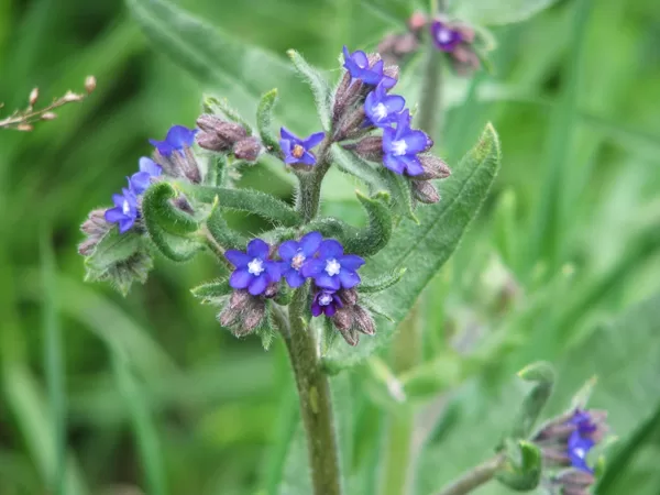 Ārstniecības vēršmēle Anchusa officinalis