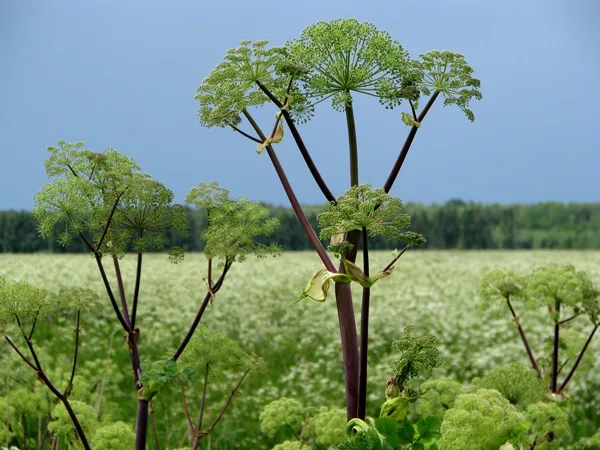 Dižzirdzene Angelica archangelica