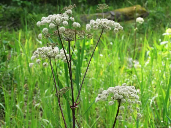 Meža zirdzene Angelica sylvestris