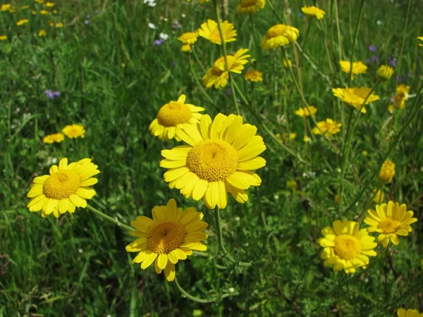 Dzeltenā ilzīte Anthemis tinctoria