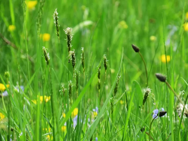 Parastā smaržzāle Anthoxanthum odoratum
