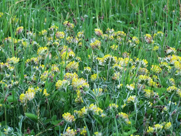 Pērkoņamoliņš Anthyllis spp.