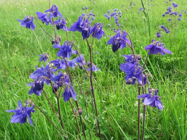 Parastā ozolīte Aquilegia vulgaris