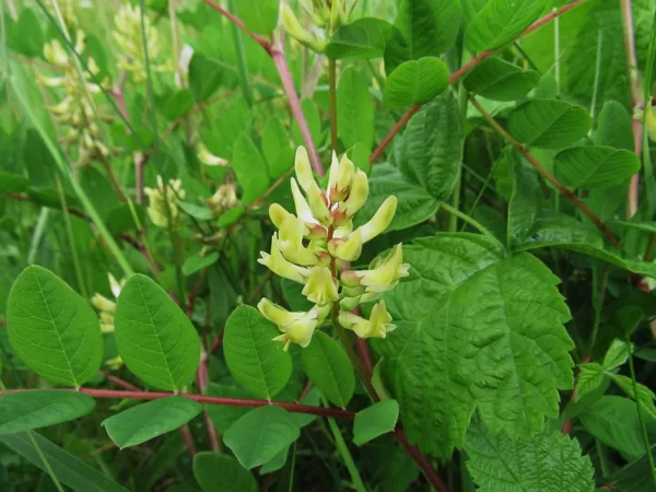 Saldlapu tragantzirnis Astragalus glycyphyllos