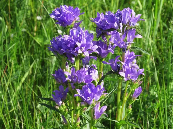 Kamolainā pulkstenīte Campanula glomerata