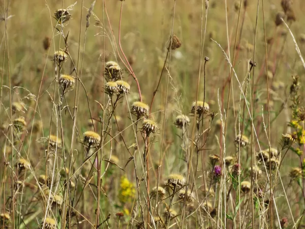 Parastais zeltdadzis Carlina vulgaris