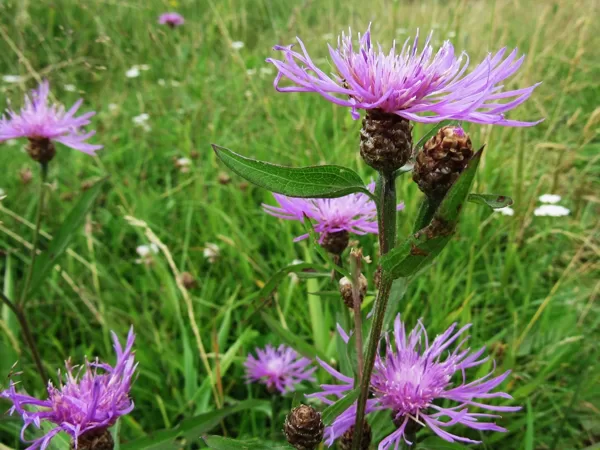 Pļavas dzelzene Centaurea jacea