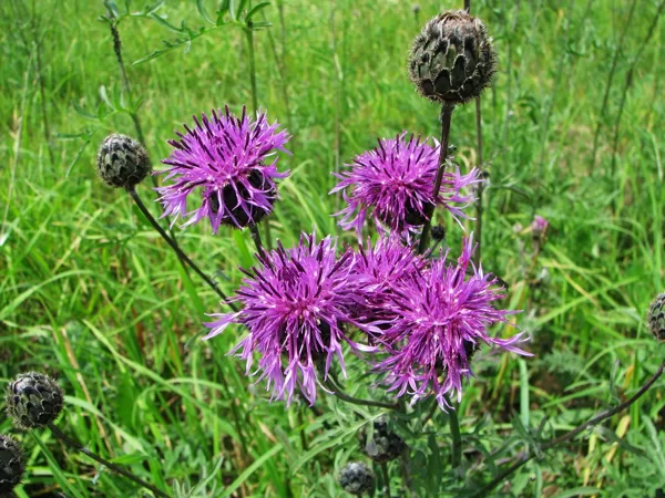 Lielā dzelzene Centaurea scabiosa
