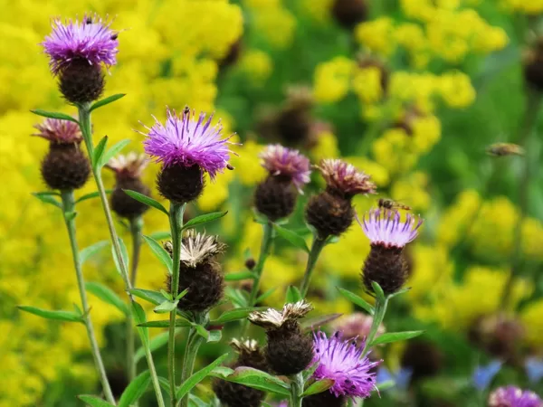 Frīģijas dzelzene Centaurea phrygia
