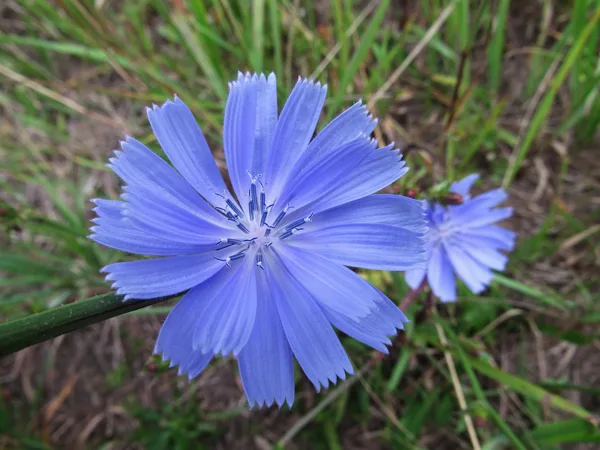 Cigoriņš Cichorium intybus