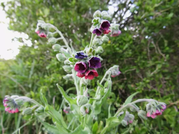 Ārstniecības suņmēle Cynoglossum officinale
