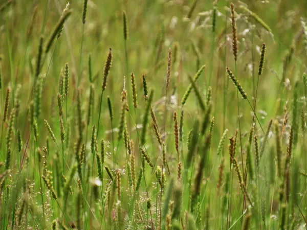 Parastā sekstaine Cynosurus cristatus
