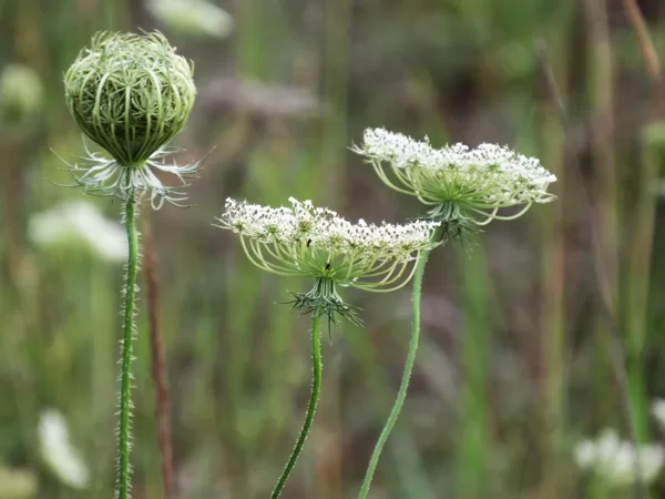 Savvaļas burkāns Daucus carota