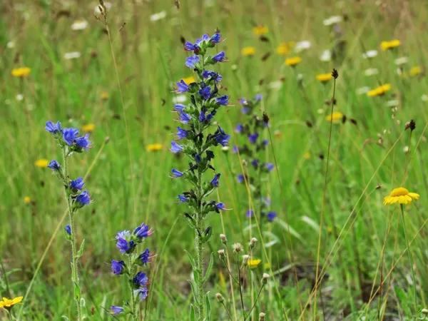 Parastais daglītis Echium vulgare