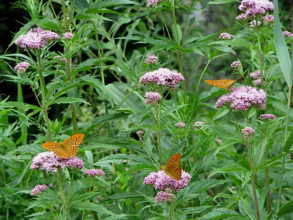 Lielā krastkaņepe Eupatorium cannabinum