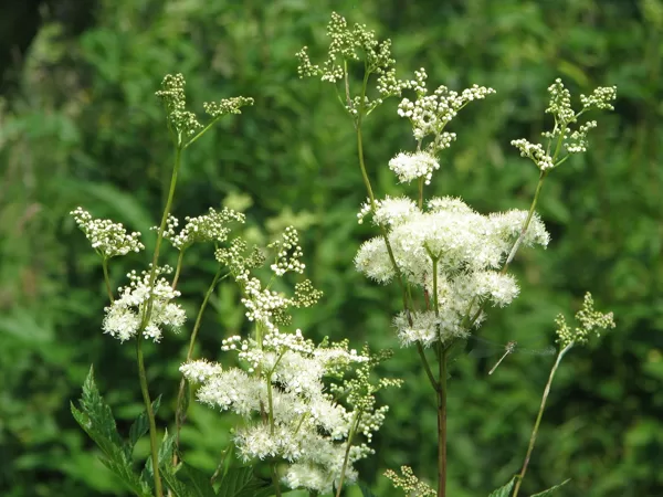 Parastā vīgrieze Filipendula ulmaria