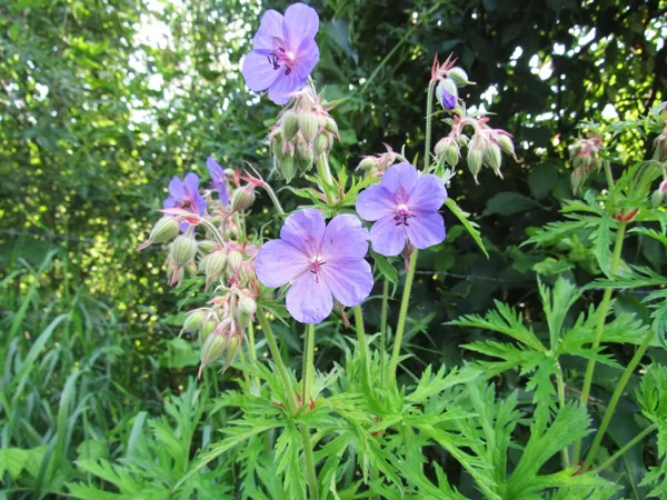 Pļavas gandrene Geranium pratense