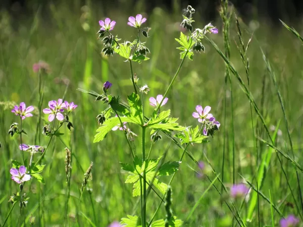 Meža gandrene Geranium sylvaticum