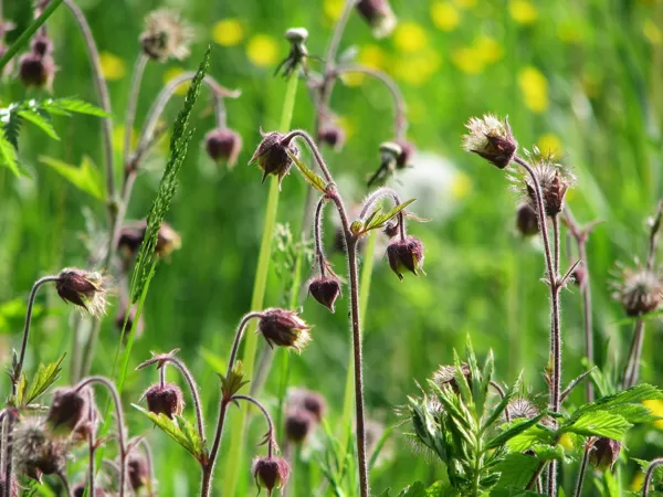 Pļavas bitene Geum rivale