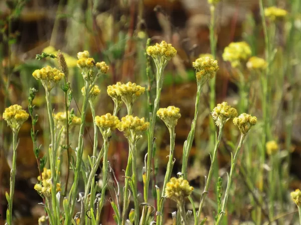 Dzeltenā salmene (kaķpēdiņa) Helichrysum arenarium