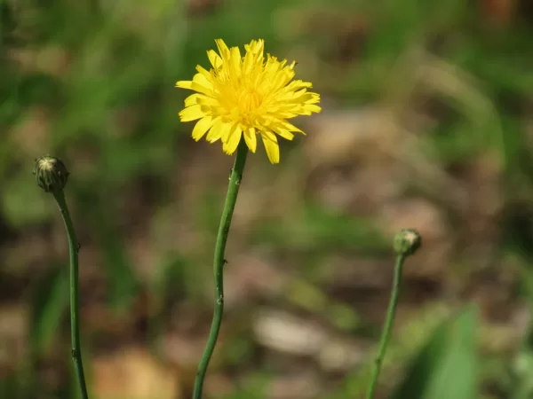 Sakņu pelūde Hypochaeris radicata