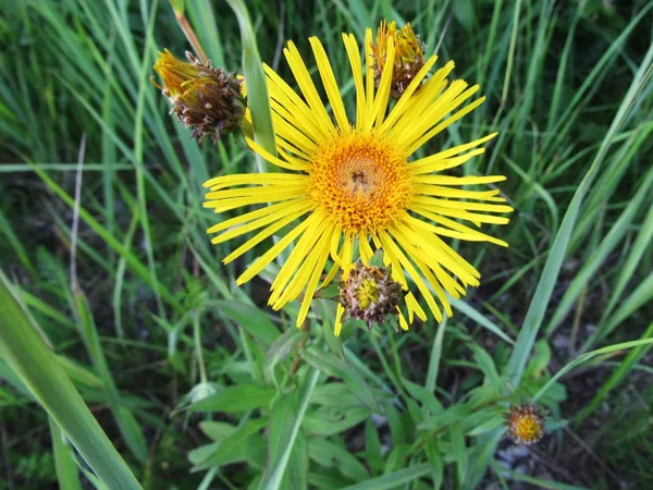 Vītolu staģe Inula salicina