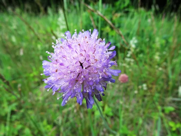 Tiruma pēterene Knautia arvensis