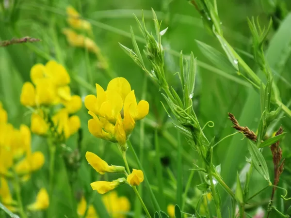 Pļavas dedestiņa Lathyrus pratensis